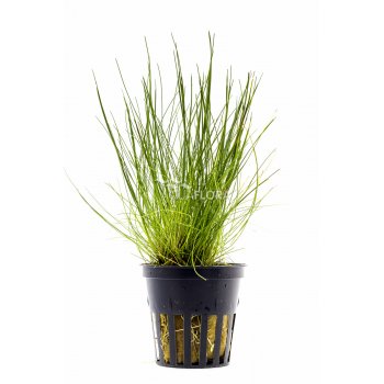 AQUAFLORA - ELEOCHARIS ACICULARIS